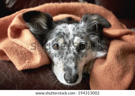 Border collie / australian shepherd under blanket on couch looking hopeful playful warm cozy happy cute