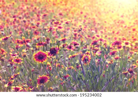 Field or meadow of Indian Blanket flowers blooming with vintage retro filter and sun flare