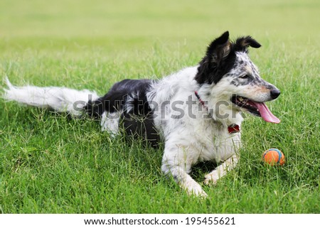 Border collie / Australian shepherd dog laying down in a grass field with a ball panting looking alert happy playful expectant