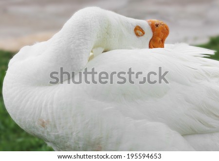 White Chinese goose sleeping outside with head and neck tucked into body