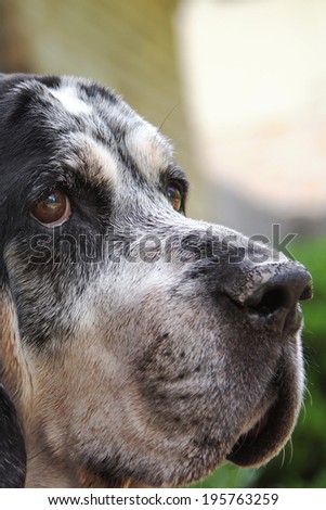 Old hound dog looking worried alone scared curious nervous anxious