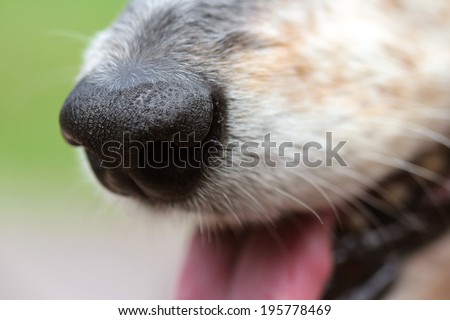 Macro close up healthy clean dog nose snout
