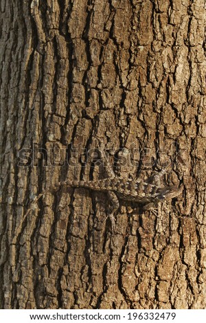 Texas Spiny Lizard in camouflage on a tree outside