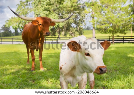 White and Brown miniature Texas longhorn calf outside in a grassy field with adult longhorn watching