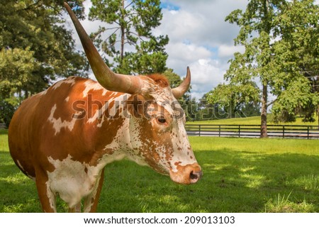 Brown and white miniature Texas longhorn cow head and horns in field