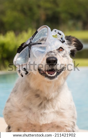 Border collie / Australian shepherd mix dog in pool wearing goggles smiling looking happy excited joyful jovial ready to swim