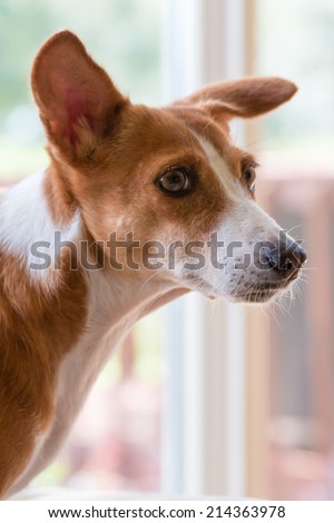 Basenji hound mix breed dog side view looking curious worried apprehensive alert uneasy uncertain unsure