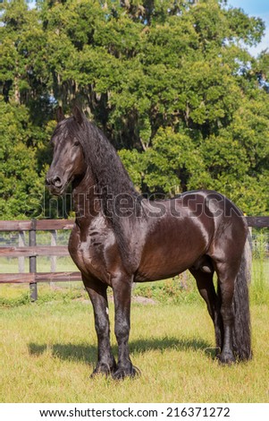 Brown black frisian / friesian horse standing still not moving waiting watching in a fenced field meadow paddock pasture looking elegant handsome regal with a long mane and tail