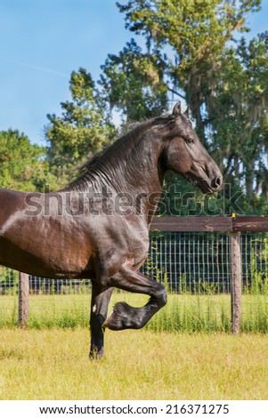 Brown black frisian / friesian horse trotting running moving doing dressage in a field meadow paddock pasture looking elegant graceful