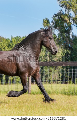 Brown black frisian / friesian horse trotting running moving slowly doing dressage in a field meadow paddock pasture looking graceful elegant beautiful handsome dashing dapper