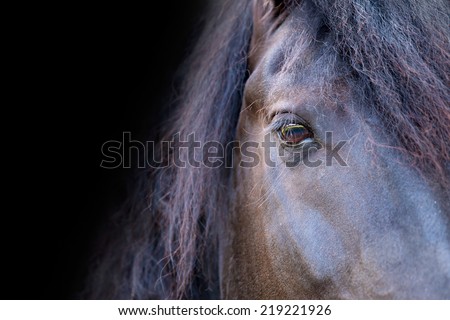 Close up of a black Friesian / Frisian stallion horse face eye mane isolated with black background