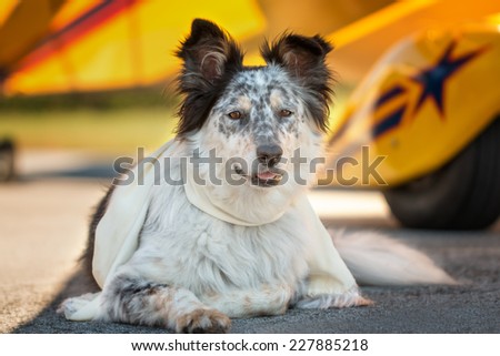 Border collie Australian shepherd mix dog lying down in front of yellow airplane on runway with scarf looking alert listening watching waiting patient worried interested focused ready