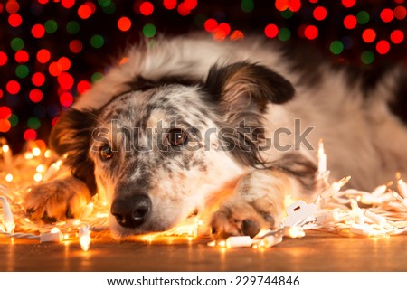 Border collie Australian shepherd mix dog lying down on white Christmas lights with colorful bokeh sparkling lights in background looking hopeful wishful celebratory tired sleepy worn out exhausted