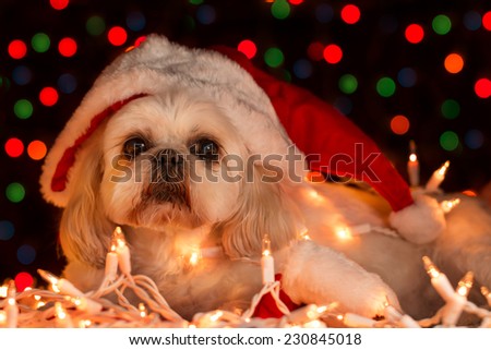 Small white Shih Tzu companion dog lying down wearing a red santa hat with white Christmas lights looking sleepy tired exhausted sad depressed alone lonely afraid worried