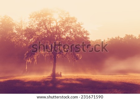 Silhouette of a lone tree in a field early at sunrise or sunset with sun beams mist and fog with a retro vintage filter to feel inspirational rural peaceful meditative