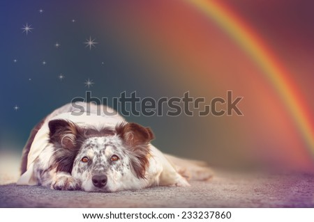 Border collie Australian shepherd mix dog lying down under stars and rainbow with ears half alert looking alert curious waiting expectant hopeful excited wishful hopeful magical surreal serene