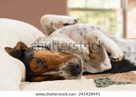 Treeing Walker Coonhound dog lying upside down on human bed with quilt looking tired lazy sleepy worn out exhausted comfortable relaxed stress free pampered cozy