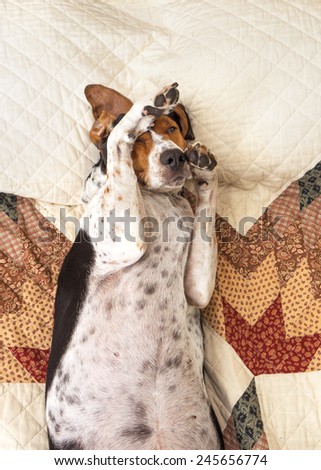 Treeing Walker Coonhound dog lying upside down sleeping on human bed with quilt looking relaxed pampered cozy comfortable exhausted ashamed adorable with paw on head