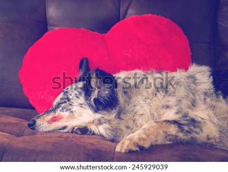 Border collie Australian shepherd dog lying on couch with red valentine\'s day heart love pillow and lipstick kiss on cheek sleeping eyes closed relaxed patient waiting dressed up exhausted filter