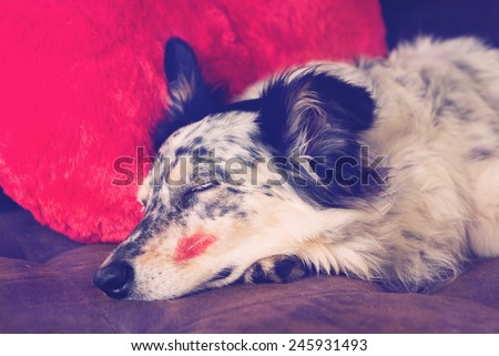 Border collie Australian shepherd dog lying down on brown couch with red valentine\'s day heart love pillow and lipstick kiss on cheek sleeping eyes closed looking relaxed tired patient waiting filter