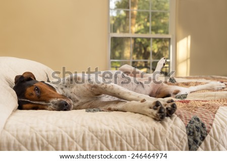 Treeing Walker Coonhound dog lying down inside on human bed with quilt looking tired lazy sleepy worn out exhausted comfortable relaxed stress-free pampered cozy melancholy lethargic sick unwell