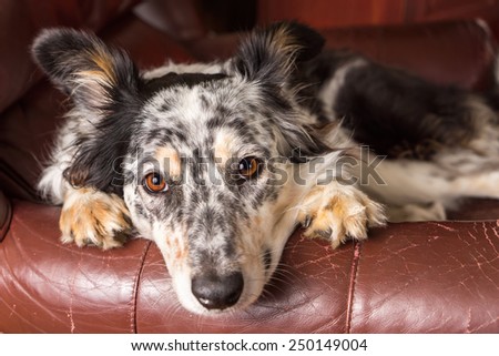Border collie/ Australian shepherd dog on brown leather couch armchair looking at camera happy comfortable lounging on furniture waiting watching patient cute uncertain with paws next to face