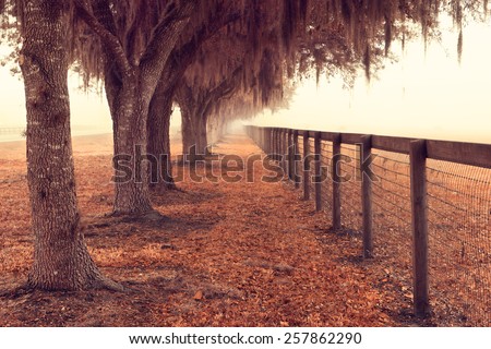 Tree lined fence next to a pasture field meadow open space in the rural country with spanish moss hanging down on a foggy misty morning looking peaceful serene relaxing solitary meditative