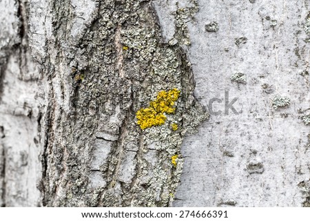 Tree trunk covered with yellow moss - Macro - Shallow depth of f