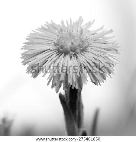 Artistic black and white picture of a small flower - Shallow depth of field