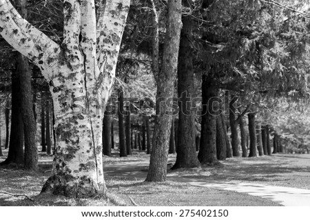 Black and white picture of a row of trees with a white birch in front