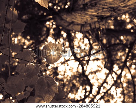 Sun rays pushing through a hole in a leaf - Sepia