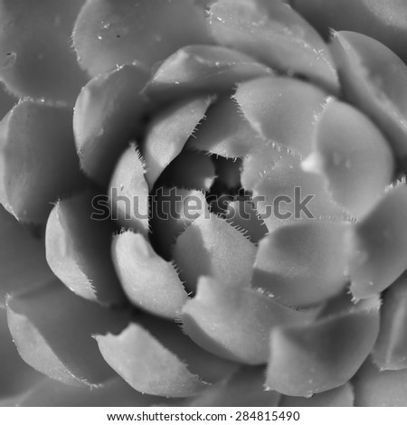 Macro shot of a houseleek/sempervivum - Shallow depth of field - Black and white