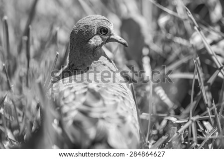 Macro of a turtledove - Shallow depth of field - Black and white