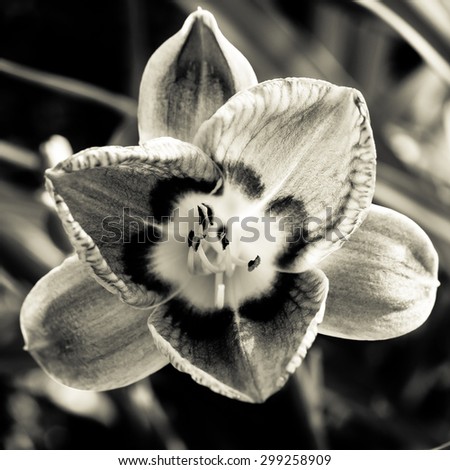 Daylily flower - Black and white - Macro - Shallow depth of field