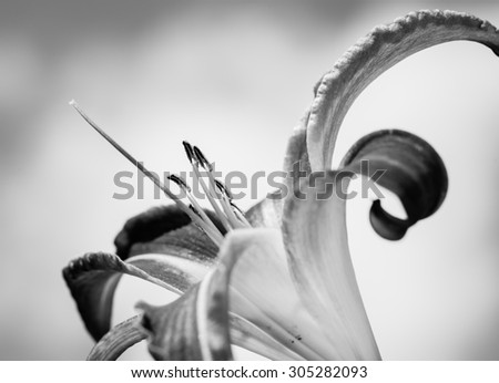 Daylily flower - Black and white - Macro - Shallow depth of field