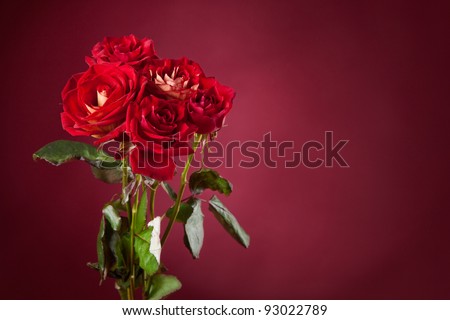 bouquet of red roses on a red background