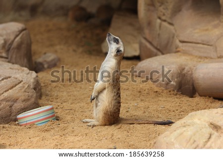 The meerkat or suricate, Suricata suricatta, meerkats have an average life span of 12-14 years.