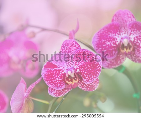 Orchid flower pastel style tone color / Beautiful Orchid Flower in the orchid house.
