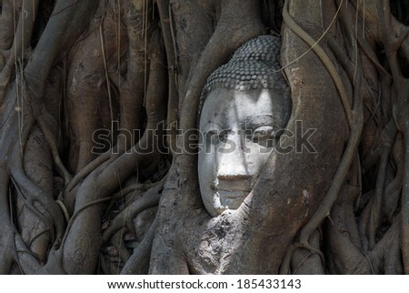 The head of the sandstone Buddha covered in roots of  tree, Ayutthaya, Thailand