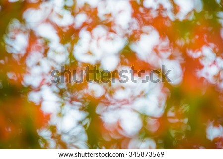 blur leaf maple background