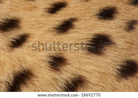 cheetah wallpaper. stock photo : Cheetah fur