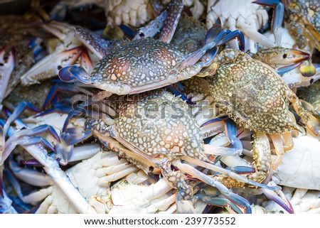 Flower crab, Blue crab, Blue swimmer crab, Blue manna crab, Sand crab, Portunus pelagicus, Portunus