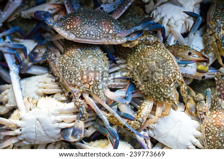 Flower crab, Blue crab, Blue swimmer crab, Blue manna crab, Sand crab, Portunus pelagicus, Portunus