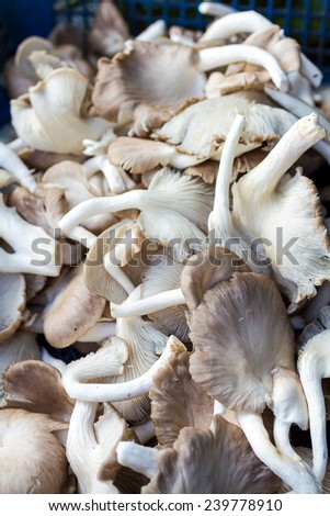 Shiitake Mushroom, Lentinus edodes (Berk.) Sing. , Black Mushroom, Phoenix Oyster Mushroom , Sajor-caju Mushroom , Pleurotus sajor-caju ( Fr. ) Sing.