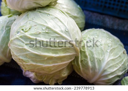 Cabbage, Brassica oleracea L. cv. Group Cabbage, Common Cabbage, White Cabbage, Red Cabbage