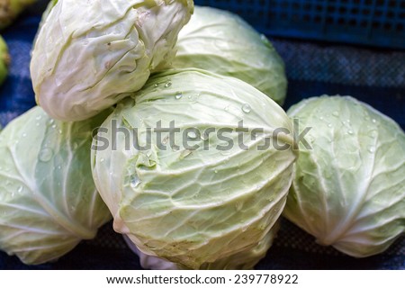 Cabbage, Brassica oleracea L. cv. Group Cabbage, Common Cabbage, White Cabbage, Red Cabbage