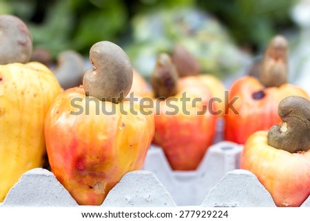 Cashew fruit , Cashew nut , Anacardium occidentale  L. , ANACARDIACEAE