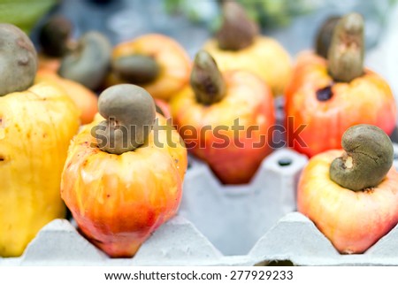 Cashew fruit , Cashew nut , Anacardium occidentale  L. , ANACARDIACEAE