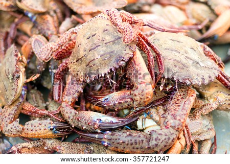 Crucifix Crab , Charybdis Feriatus (Linnaeus, 1758) , Crucifix swimming crab , Flower crab, Blue crab, Blue swimmer crab, Blue manna crab, Sand crab, Portunus pelagicus, Portunus