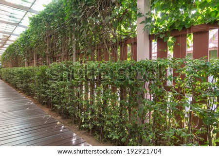 Vines wrapped around a fence Make concealed from the outside.